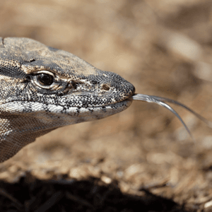 Rosenberg (Heath) Goanna