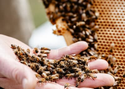 Friendly Bees
