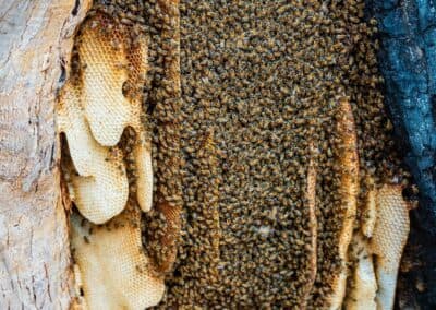 Hives