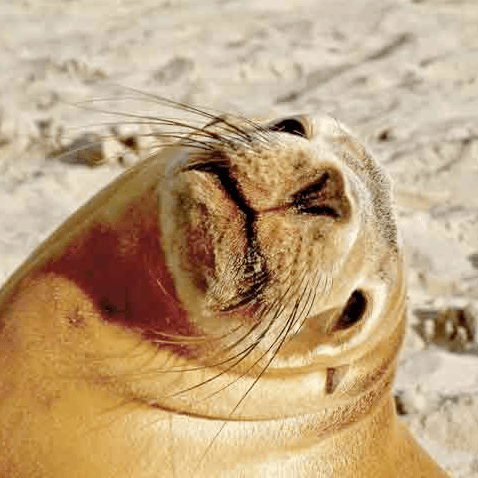 Seal Bay