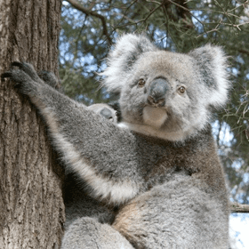Hanson Bay Wildlife Sanctuary