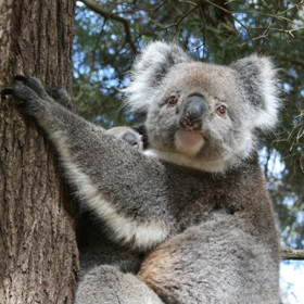 Hanson Bay Wildlife Sanctuary