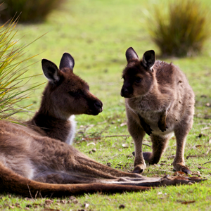 Kangaroo Island Kangaroo