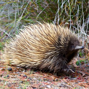 Echidna