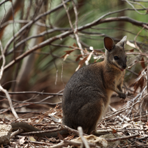 Tammar Wallaby